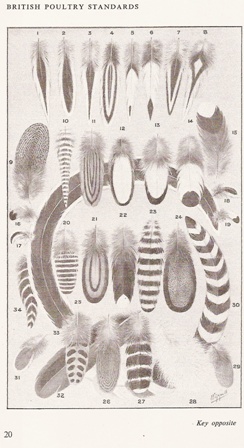 Feather Patterns.jpg