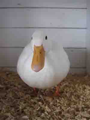 Reserve Champion Oakey APF.jpg