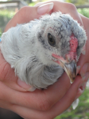 Chick 1 on the Outside.jpg