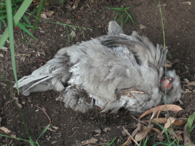 Dust Bath Bliss.JPG