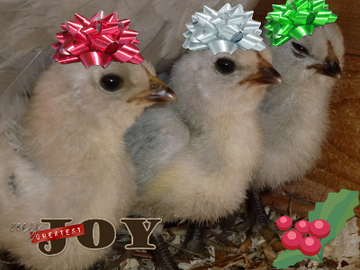 Christmas Chickens.jpg