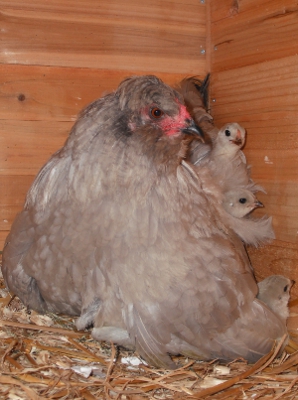 Bedtime With The Lavender Gang 2 Weeks Old.jpg