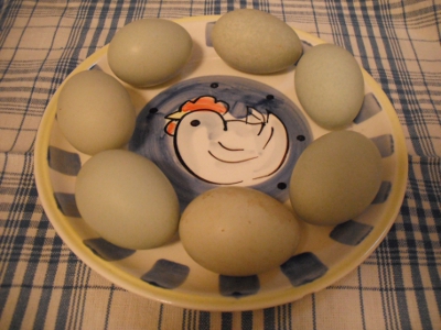 Boss Chookie's Eggs.JPG