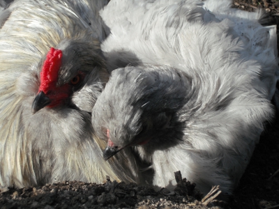 Snuggles In The Dirt.jpg