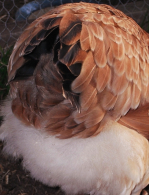 The Infamous Ever So Soft and Fluffy Tail Feathers.jpg