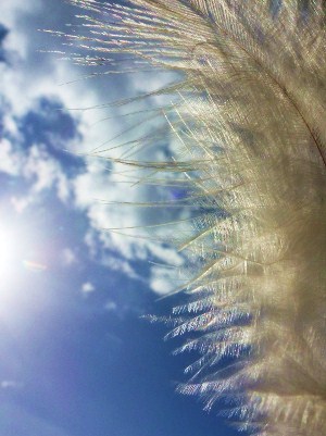 Softest of Marans Feathers.JPG