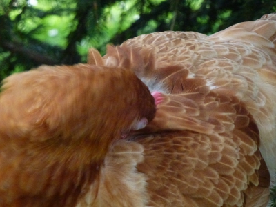 Preening Sequence 1.jpg