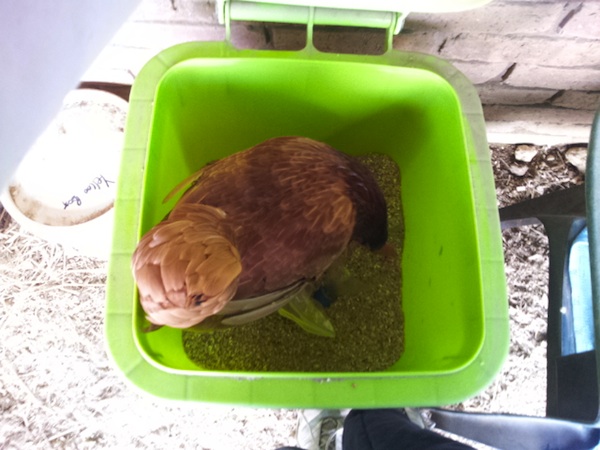 Peaches in food bin.jpg