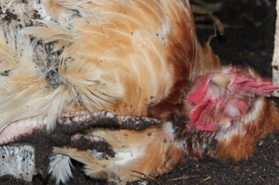 DUST BATH SEQUENCE 2.JPG