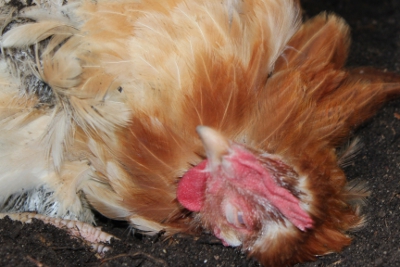 DUST BATH SEQUENCE 1.JPG