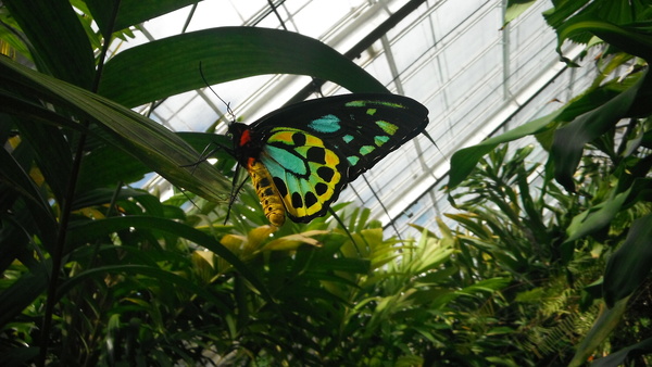 cairns birdwing 1.jpg