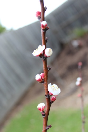 Apricot blossom.jpg