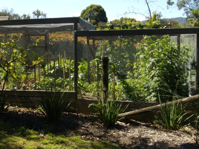 MR MCGREGOR'S VEGGIE GARDEN.JPG