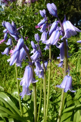 Blue Bells.jpg