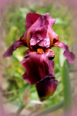 Magenta Iris.JPG