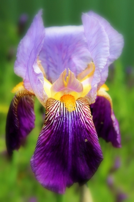 Purple Iris.JPG