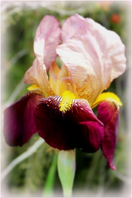 Variegated Iris.JPG