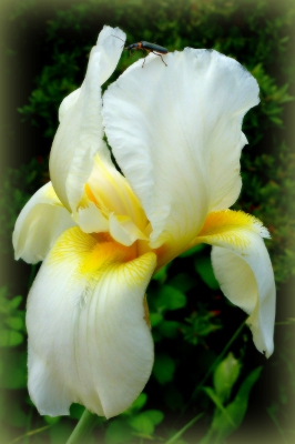 White Iris.JPG