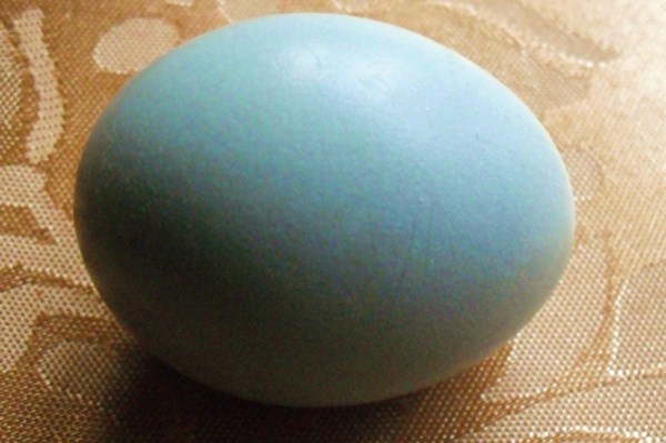 First Egg.JPG