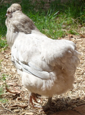 Rumpless Araucana.JPG