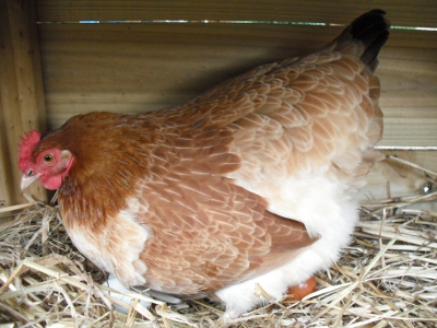 Lady Frances Lays An Egg Photo 3.jpg