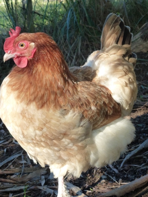 FRENCH WHEATEN MARANS.JPG