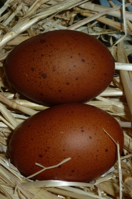 Lady Frances Eggs.JPG