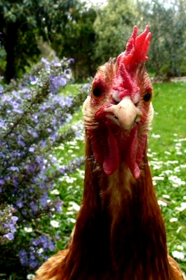 Chicken and Rosemary.JPG