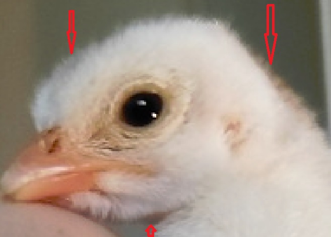 fake guinea_fowl_2.jpg