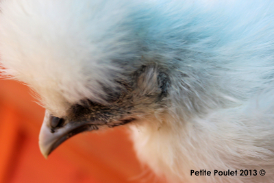 Zen Silkie The Way of The Chicken A.P.F Calendar.jpg