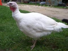 White meat turkey (WinCE).JPG