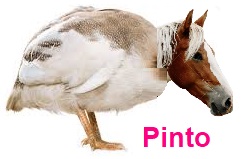 Pinto Guinea Fowl.jpeg