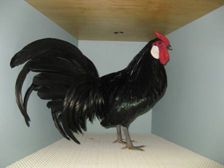 Hamburgh cockerel.JPG