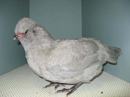 Araucana pullet - Gray & Stewart.JPG