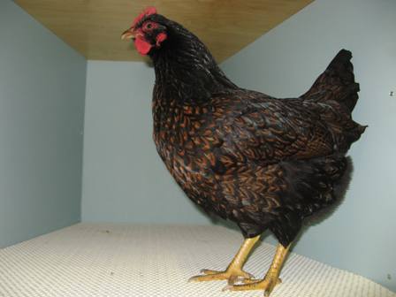 Barnevelder pullet - Gray & Stewart.JPG