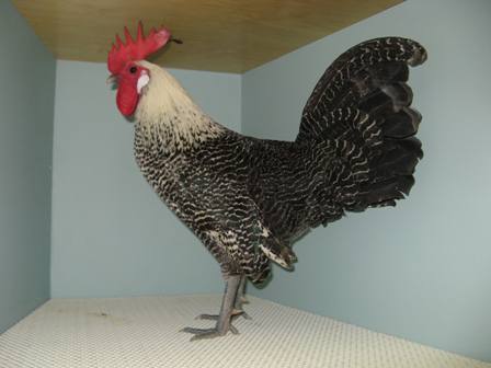 Campine silver cockerel - Bradley Hannah.JPG