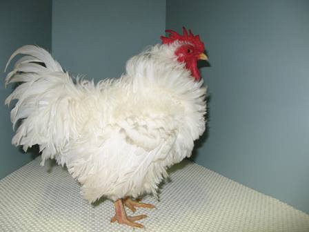 Frizzle bantam cock - Nordling & Green.JPG