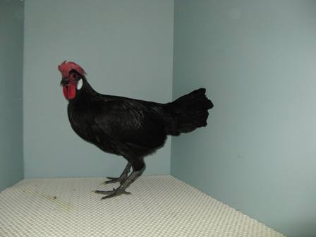 Minorca bantam pullet - Steve Green.JPG