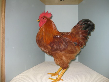 New Hampshire cockerel - Julie Mills.JPG