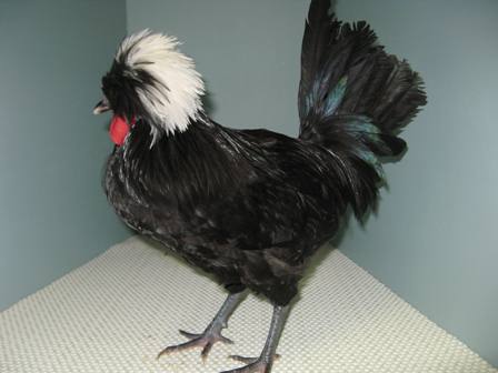 Polish bantam cockerel - Vanessa Sanchez.JPG