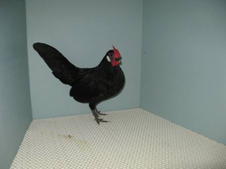 Rosecomb pullet - Dudley Klibbe.JPG