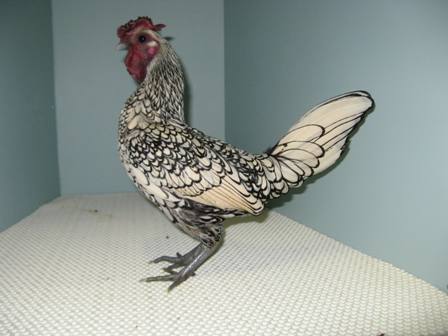 Sebright silver cockerel - Craig Maudsley.JPG